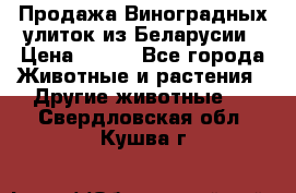 Продажа Виноградных улиток из Беларусии › Цена ­ 250 - Все города Животные и растения » Другие животные   . Свердловская обл.,Кушва г.